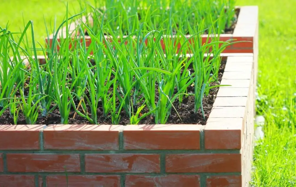 masonry raised bed garden