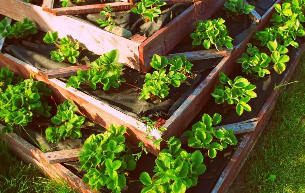 TIERED RAISED BEDS