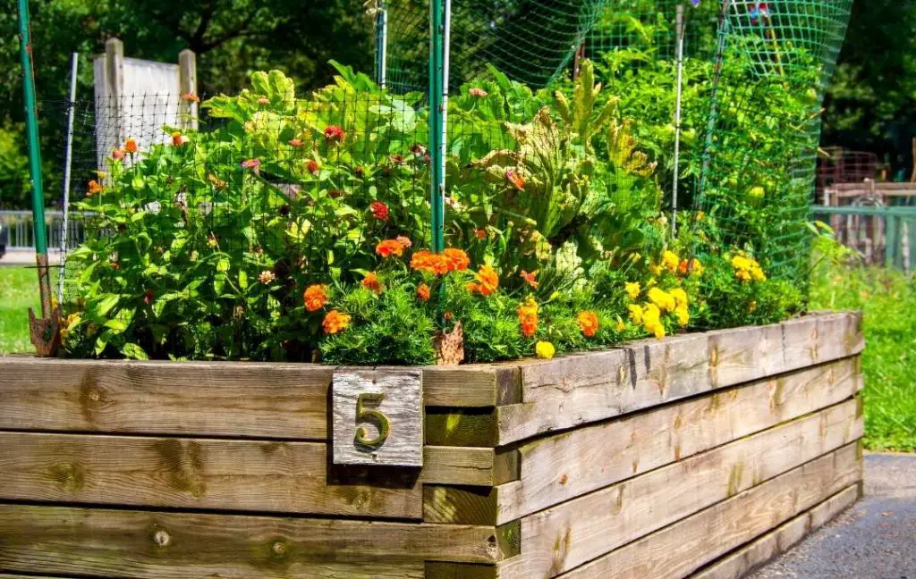 Best Flowering Plants For Raised Bed