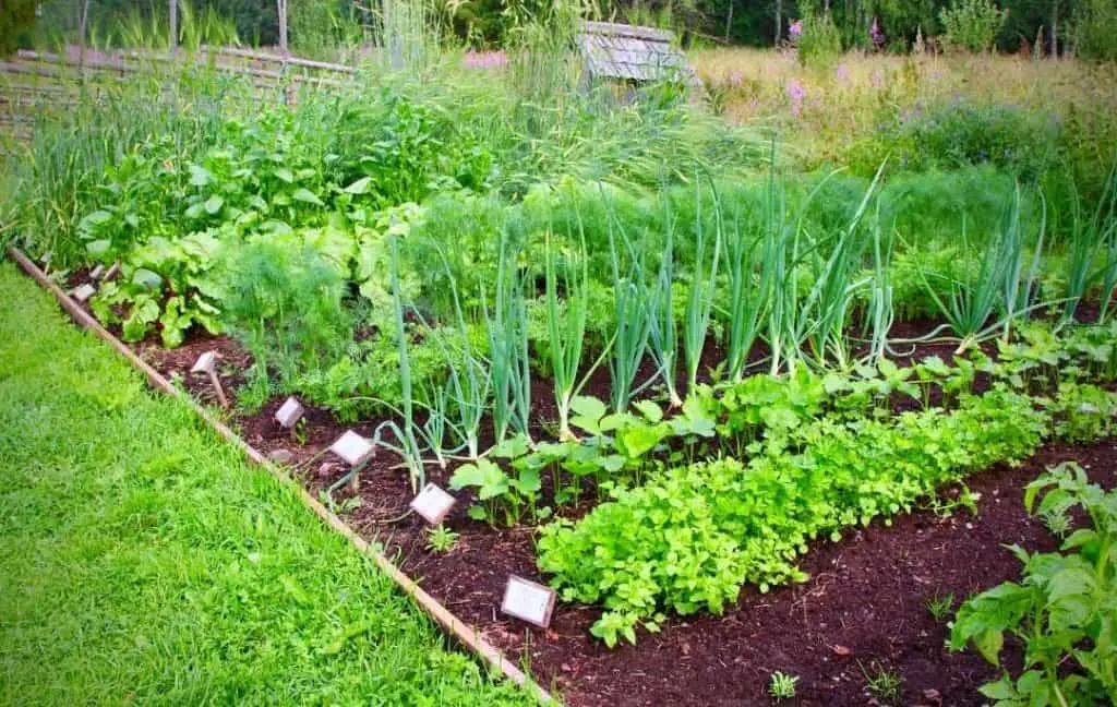 How Do You Arrange Plants In Raised Bed?