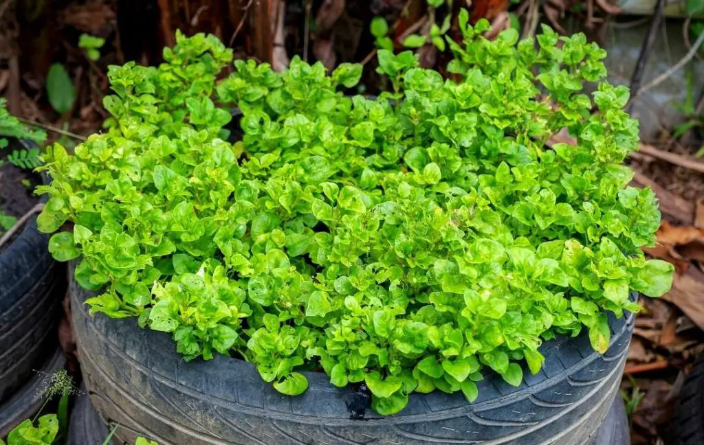 tire garden