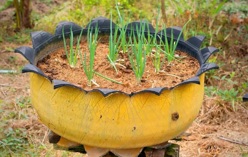 tire raised garden