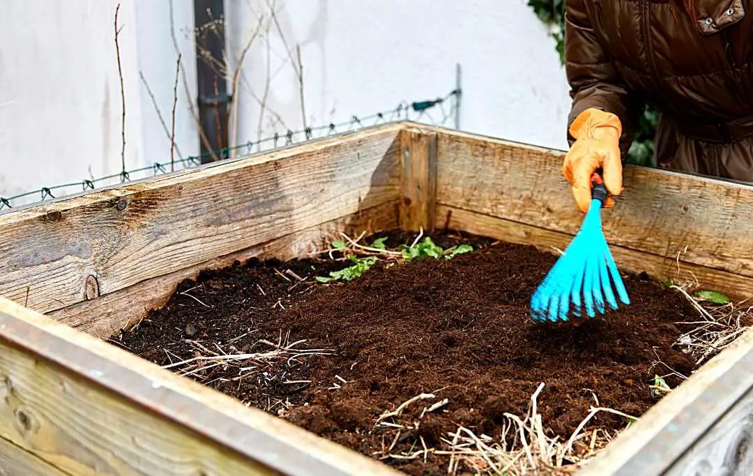 HOW TO GROW ROMA TOMATOES IN A RAISED BED? Bed Gardening