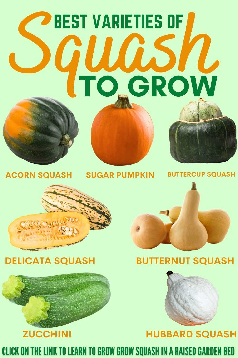 HOW TO GROW SQUASH IN A RAISED GARDEN BED? Bed Gardening