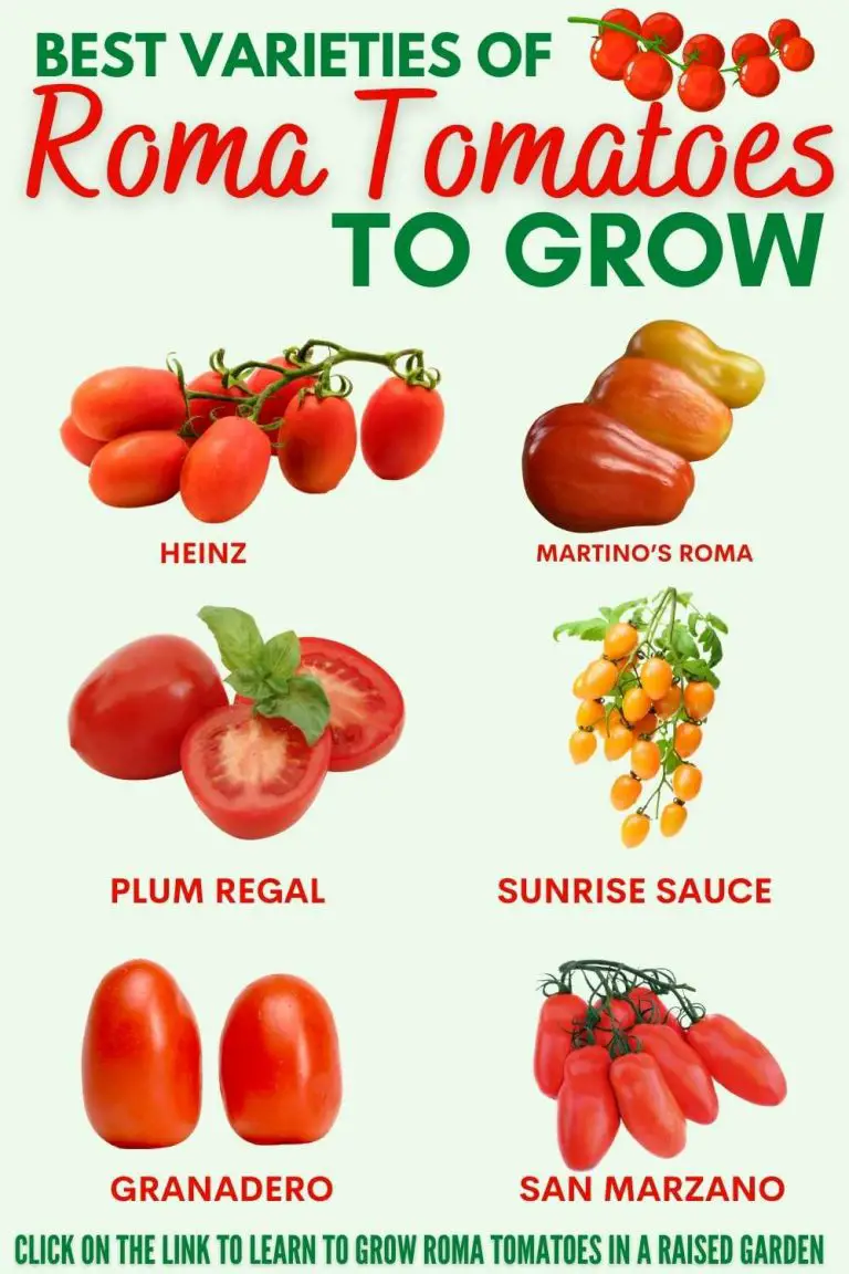 HOW TO GROW ROMA TOMATOES IN A RAISED BED? Bed Gardening