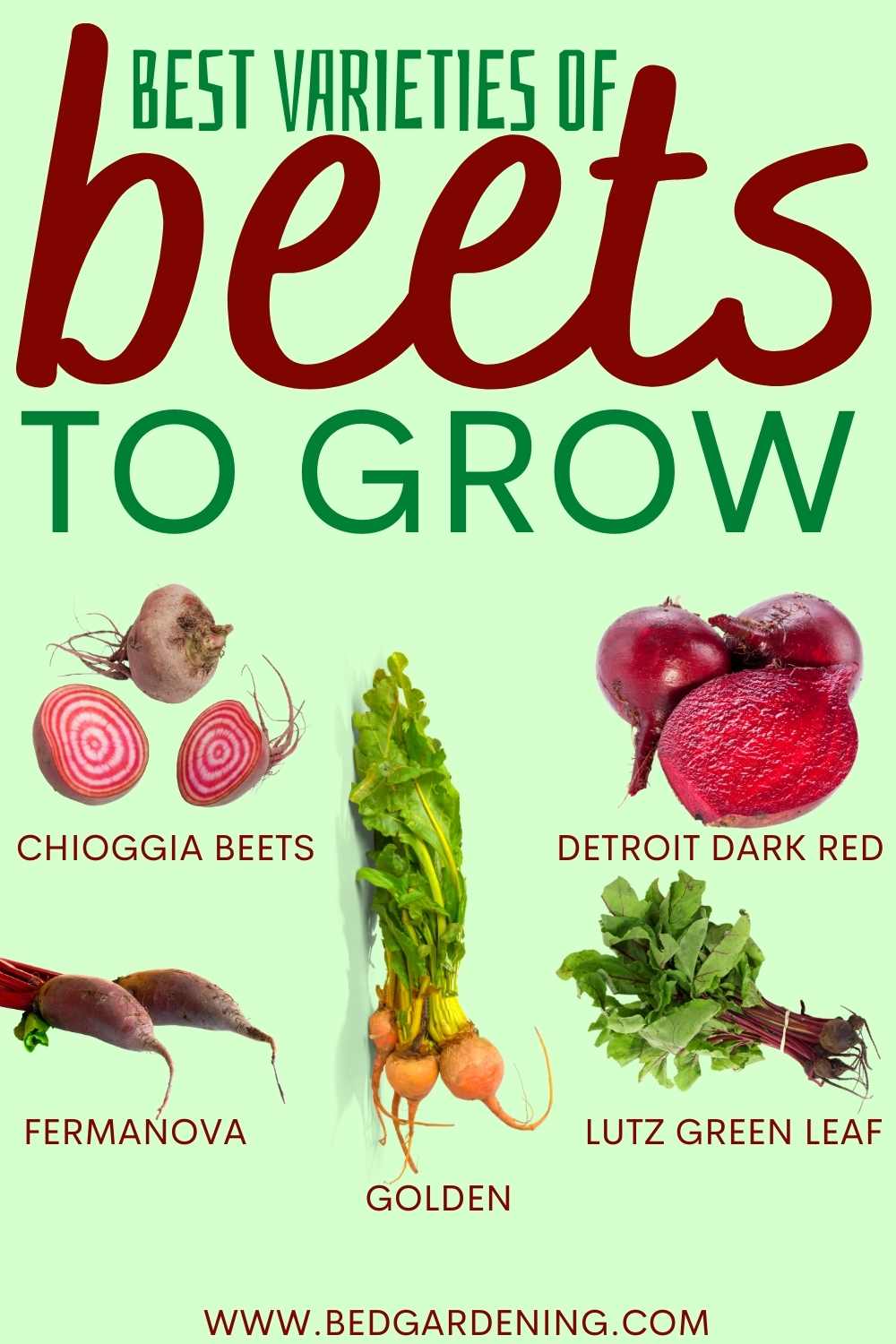 HOW TO GROW BEETS IN A RAISED BED? Bed Gardening