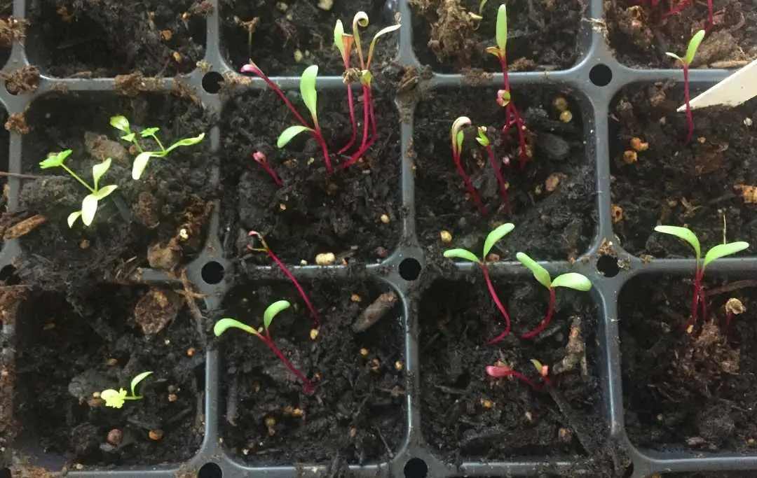 HOW TO GROW BEETS IN A RAISED BED? Bed Gardening