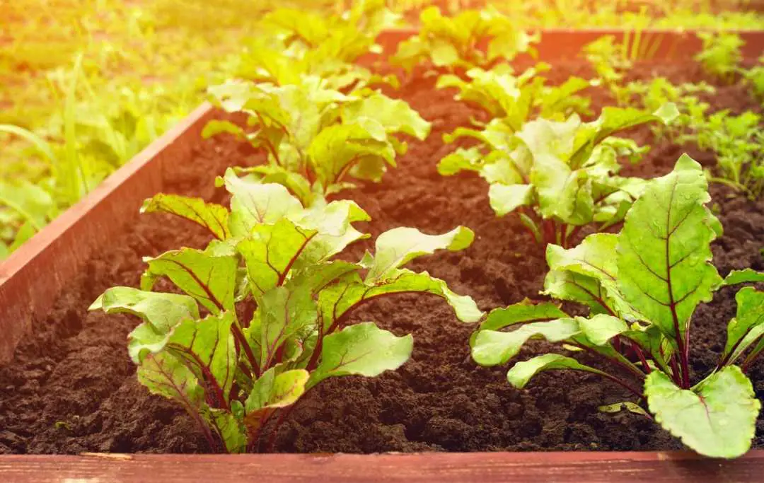 HOW TO GROW BEETS IN A RAISED BED? Bed Gardening