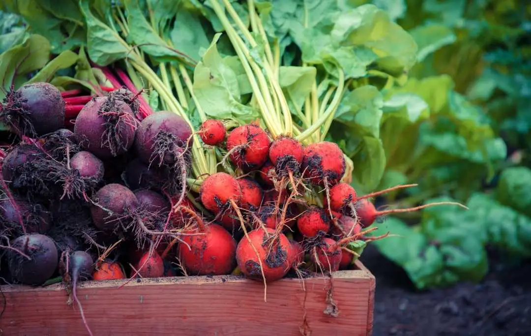 HOW TO GROW BEETS IN A RAISED BED? Bed Gardening