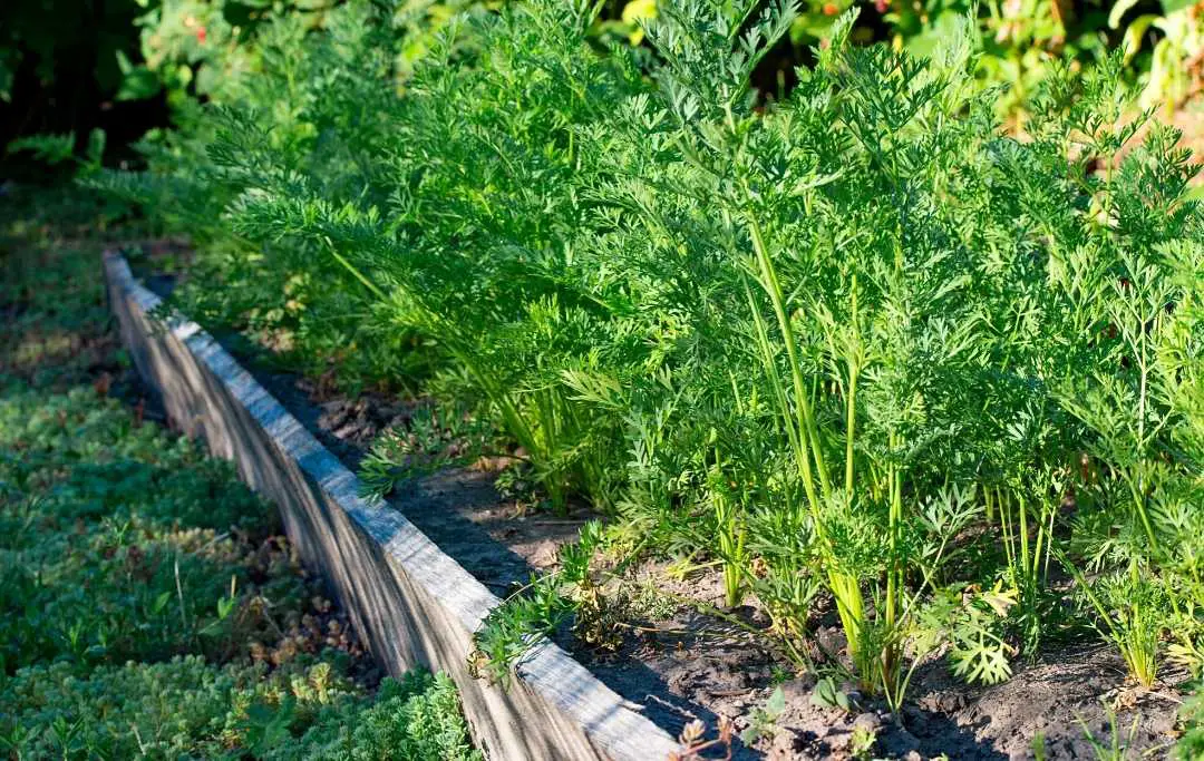 HOW TO GROW CARROTS IN A RAISED BED? Bed Gardening