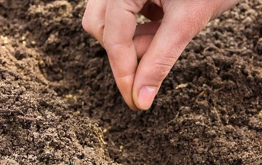 HOW TO GROW CARROTS IN A RAISED BED? Bed Gardening