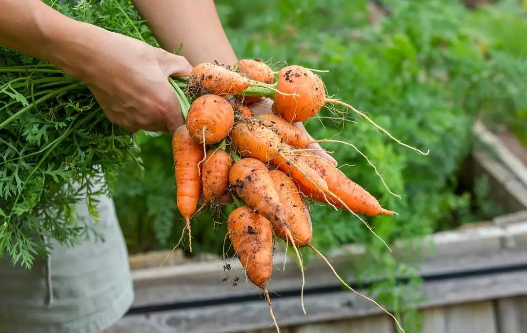 growing carrots in raised garden bed