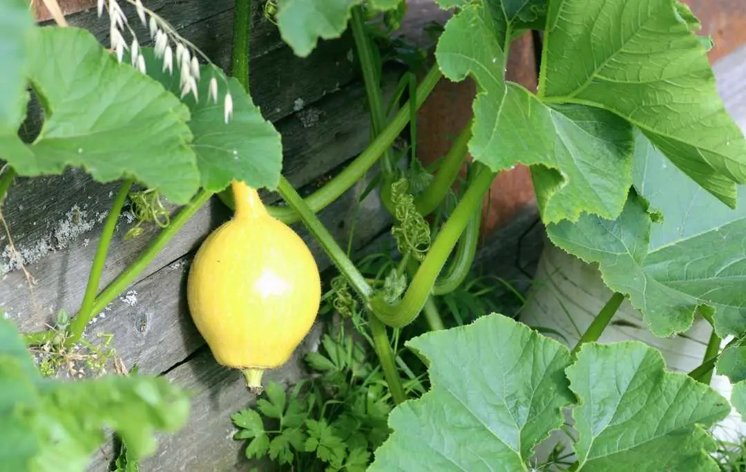 HOW TO GROW SQUASH IN A RAISED GARDEN BED? Bed Gardening