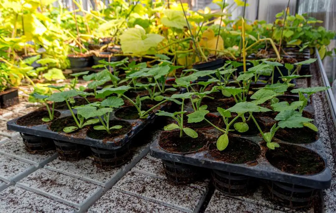 HOW TO GROW SQUASH IN A RAISED GARDEN BED? Bed Gardening