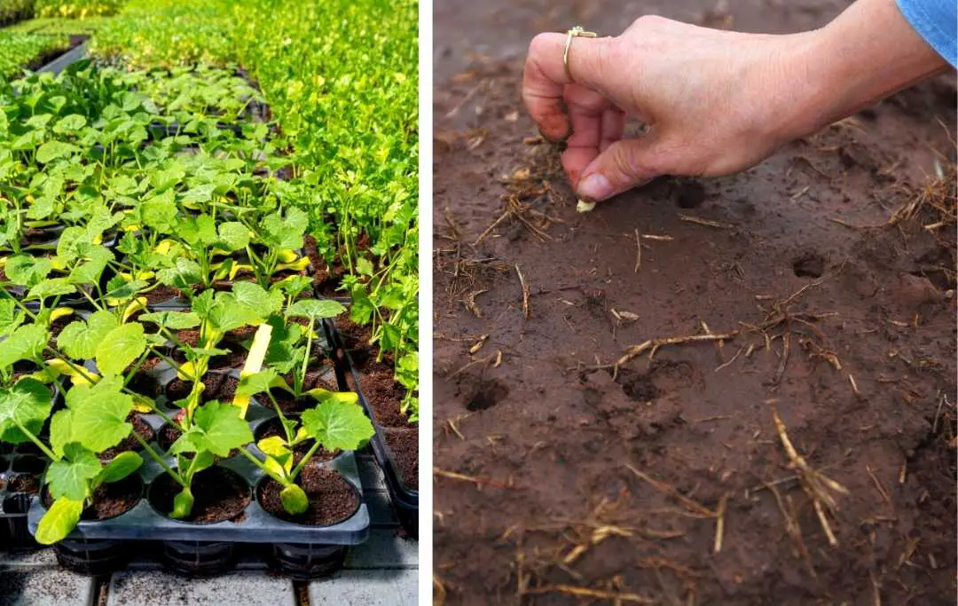 HOW TO GROW SQUASH IN A RAISED GARDEN BED? Bed Gardening