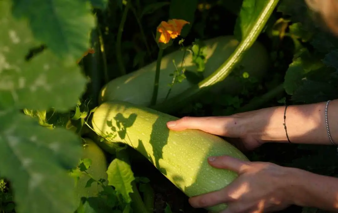 HOW TO GROW SQUASH IN A RAISED GARDEN BED? Bed Gardening