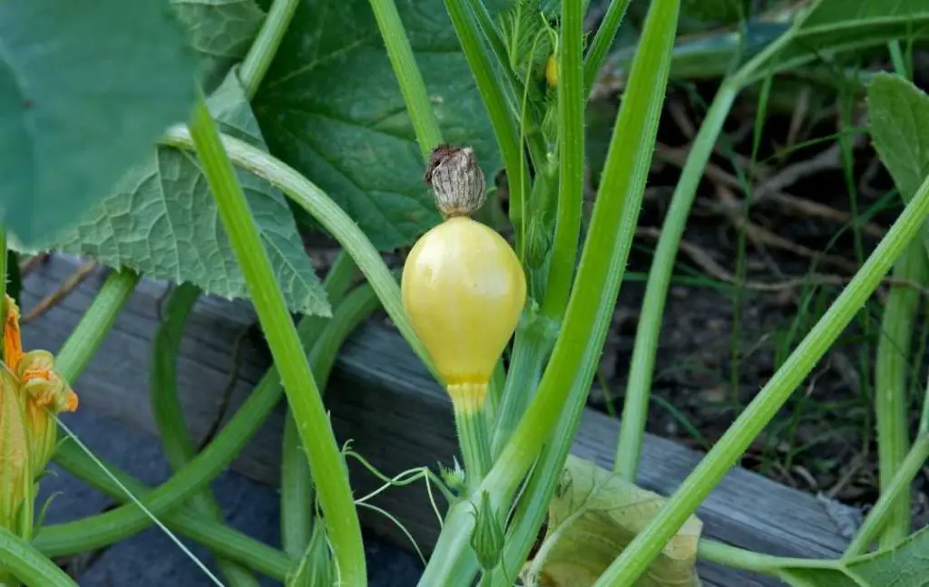 HOW TO GROW SQUASH IN A RAISED GARDEN BED?