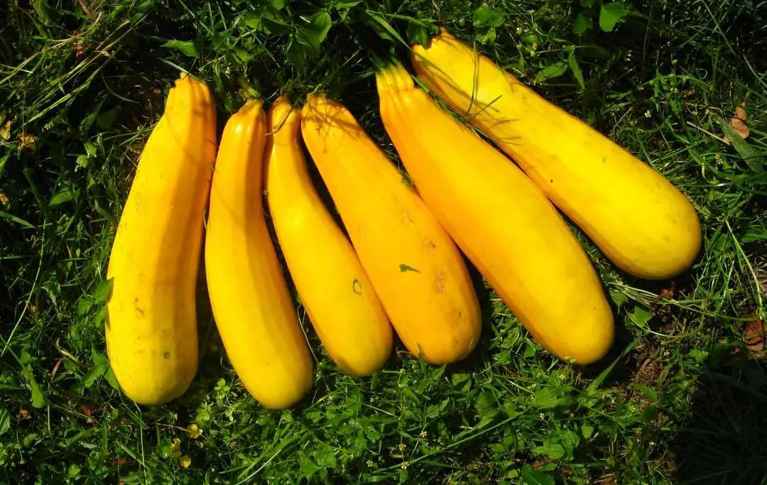 HOW TO GROW SQUASH IN A RAISED GARDEN BED? Bed Gardening
