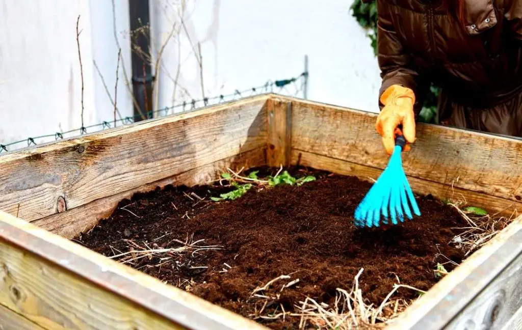 HOW TO GROW RASPBERRIES IN RAISED BEDS?