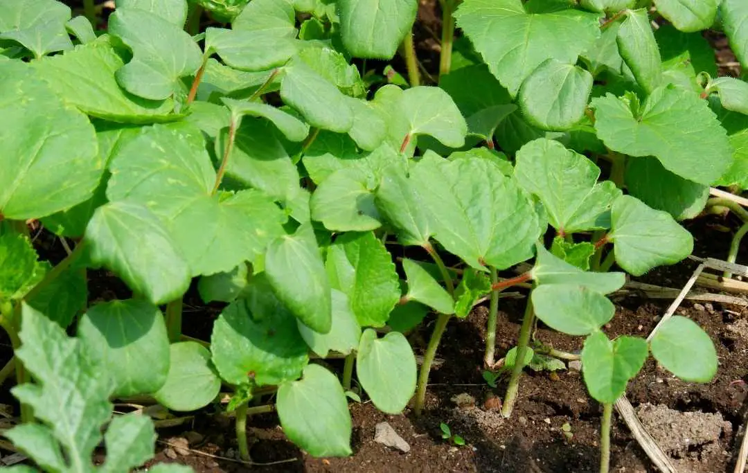 HOW TO PLANT OKRA IN A RAISED BED? Bed Gardening