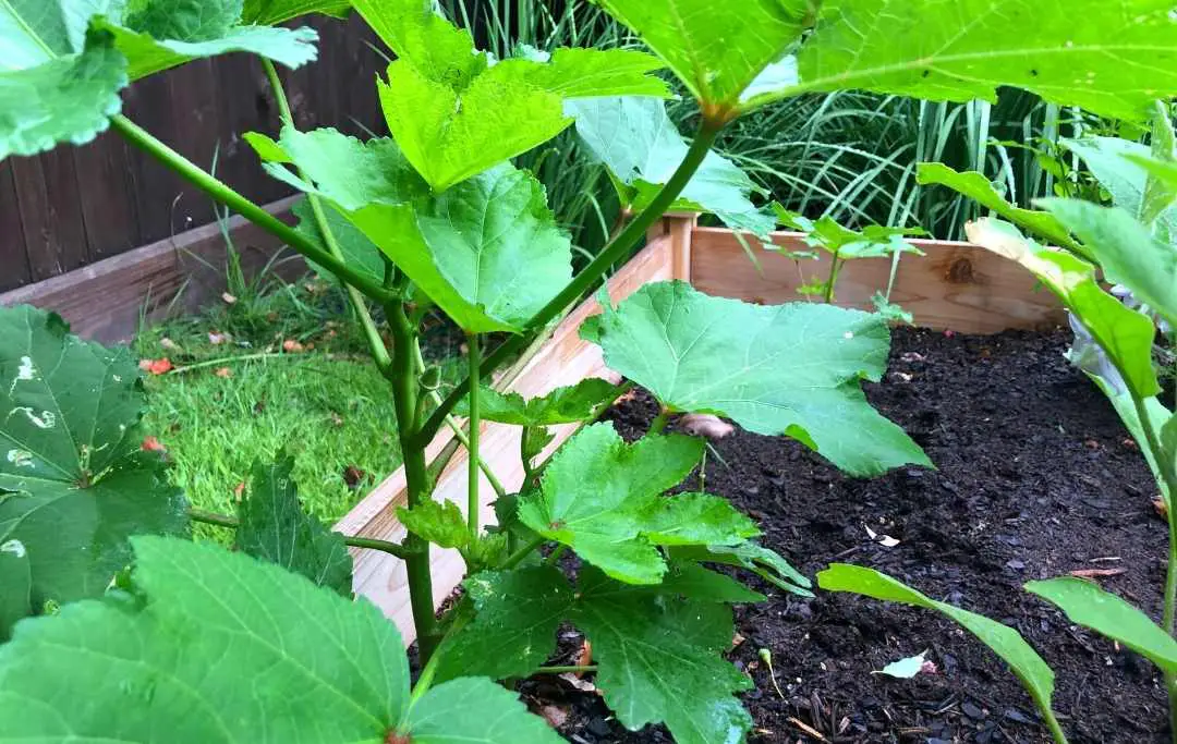 HOW TO PLANT OKRA IN A RAISED BED? Bed Gardening