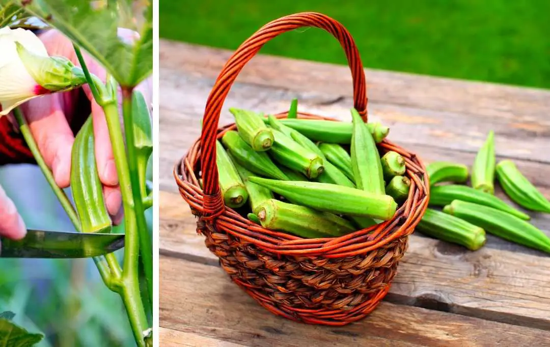 HOW TO PLANT OKRA IN A RAISED BED? Bed Gardening