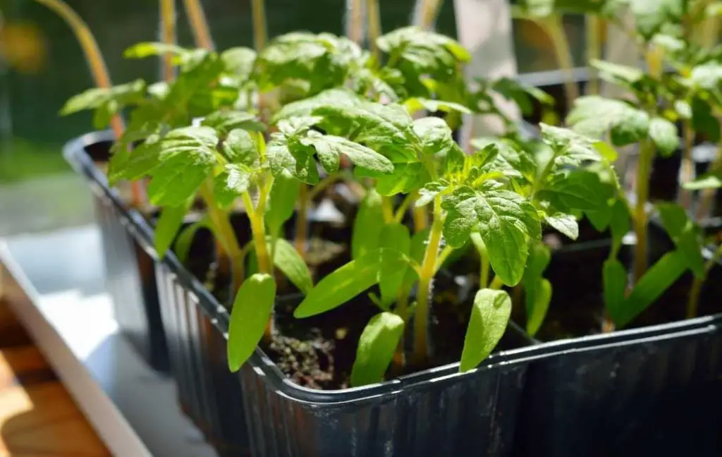 HOW TO GROW ROMA TOMATOES IN A RAISED BED?