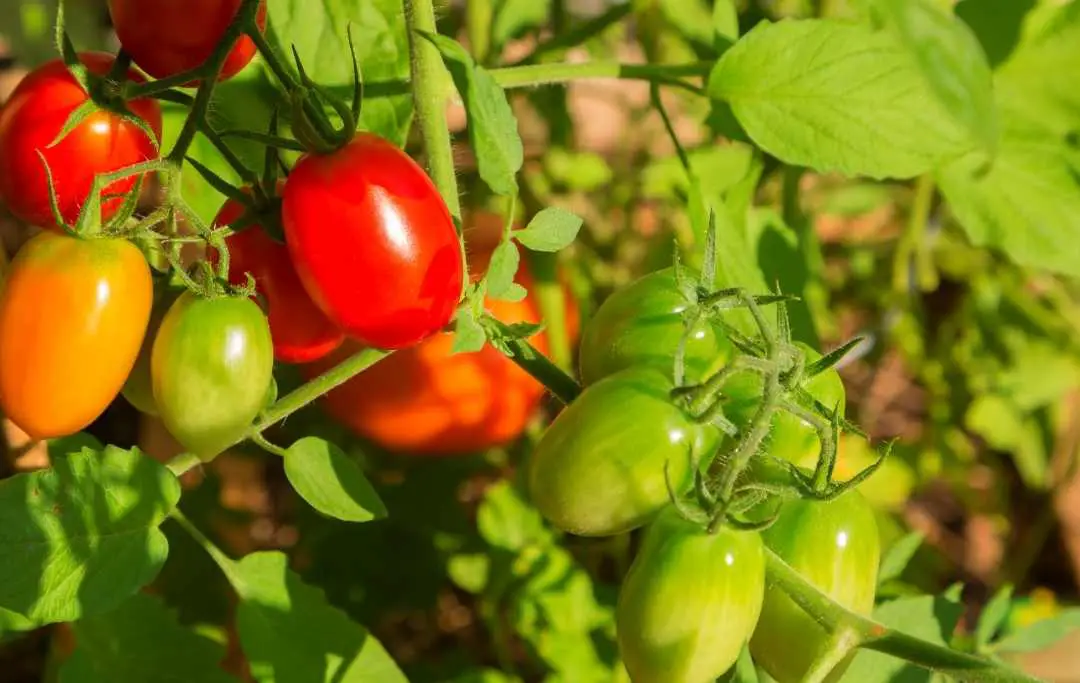 HOW TO GROW ROMA TOMATOES IN A RAISED BED? Bed Gardening HOW TO GROW ROMA TOMATOES IN A RAISED BED? Bed Gardening