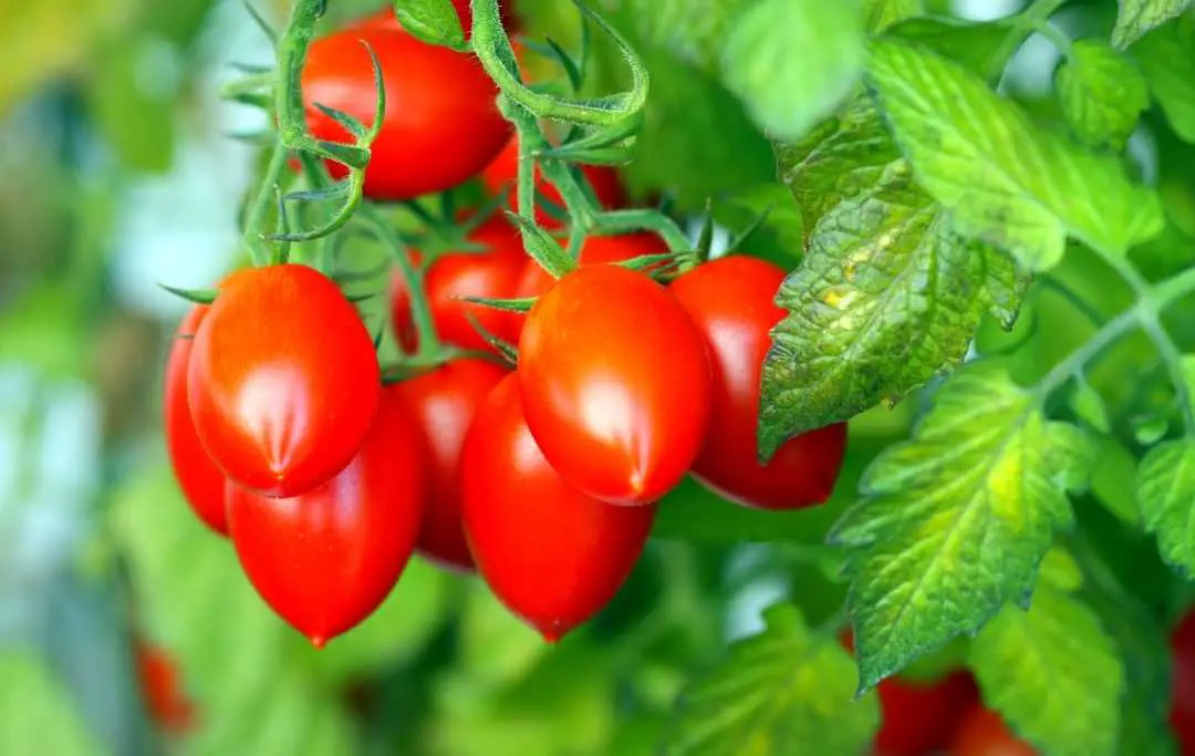 HOW TO GROW ROMA TOMATOES IN A RAISED BED? Bed Gardening HOW TO GROW ROMA TOMATOES IN A RAISED BED? Bed Gardening