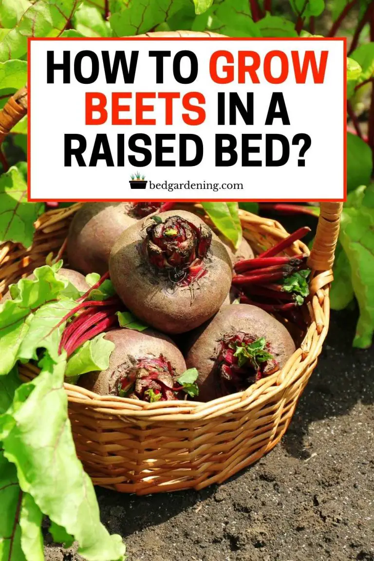 HOW TO GROW BEETS IN A RAISED BED? Bed Gardening