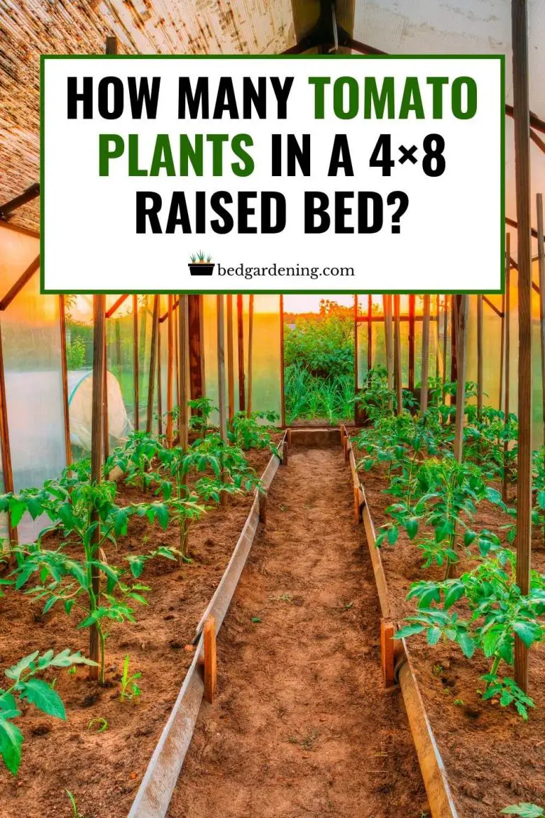 HOW MANY TOMATO PLANTS IN A 4×8 RAISED BED? Bed Gardening