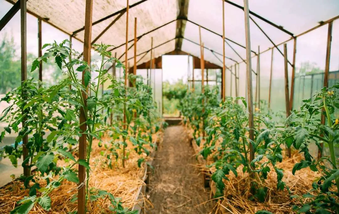 HOW MANY TOMATO PLANTS IN A 4×8 RAISED BED? Bed Gardening