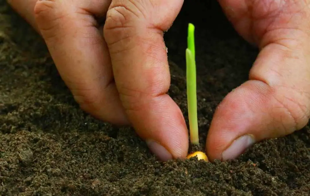 HOW TO GROW CORN IN A RAISED BED?