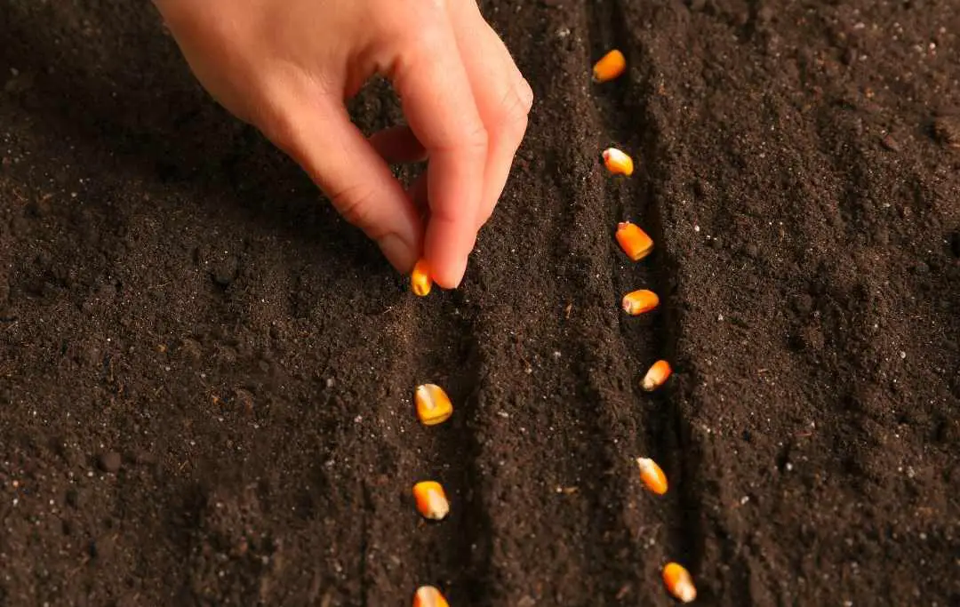 HOW TO GROW CORN IN A RAISED BED? Bed Gardening