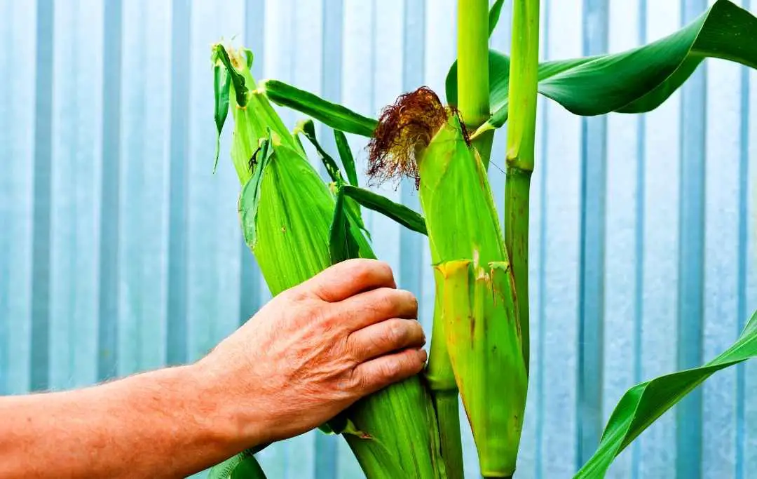 HOW TO GROW CORN IN A RAISED BED? Bed Gardening