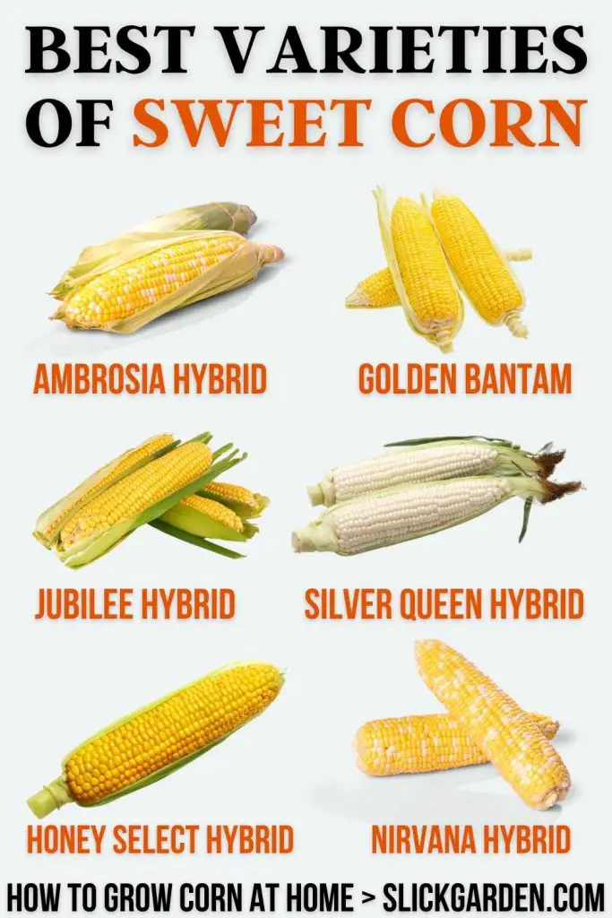 HOW TO GROW CORN IN A RAISED BED? Bed Gardening