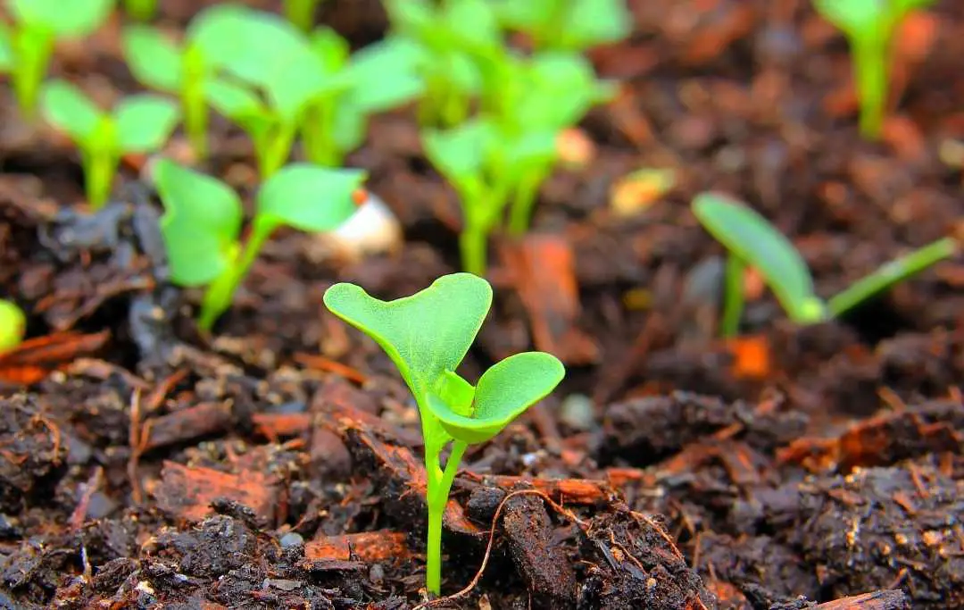 HOW TO GROW KALE IN A RAISED BED? Bed Gardening