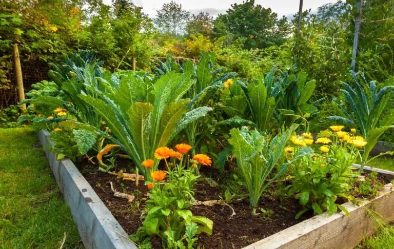 HOW TO GROW KALE IN A RAISED BED? Bed Gardening