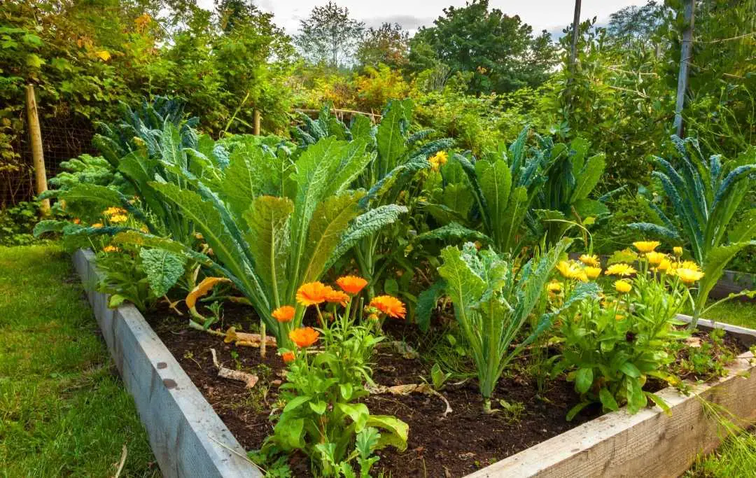 HOW TO GROW KALE IN A RAISED BED? Bed Gardening