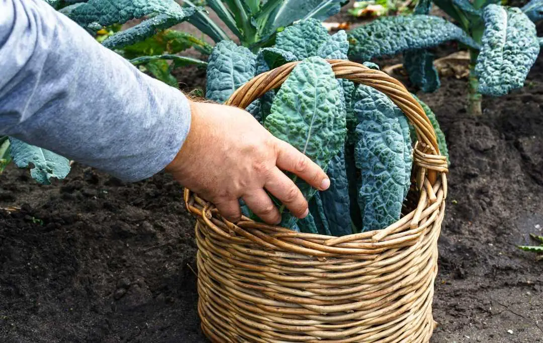 HOW TO GROW KALE IN A RAISED BED? Bed Gardening