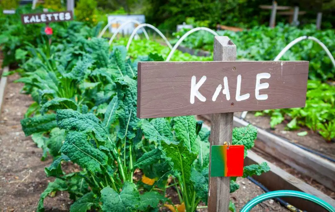 HOW TO GROW KALE IN A RAISED BED? Bed Gardening