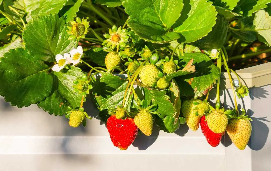 HOW TO GROW STRAWBERRIES IN A RAISED BED? Bed Gardening
