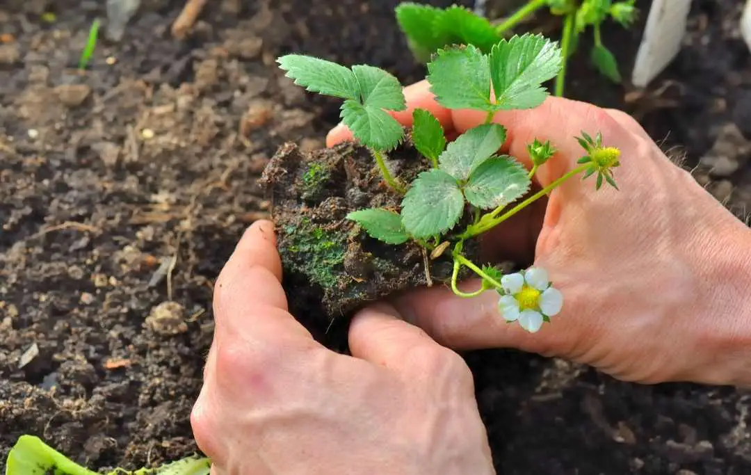 HOW TO GROW STRAWBERRIES IN A RAISED BED? Bed Gardening