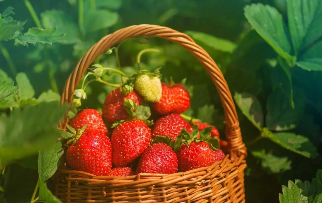 HOW TO GROW STRAWBERRIES IN A RAISED BED? Bed Gardening