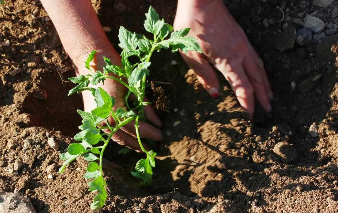 HOW TO GROW TOMATOES IN A RAISED BED? Bed Gardening