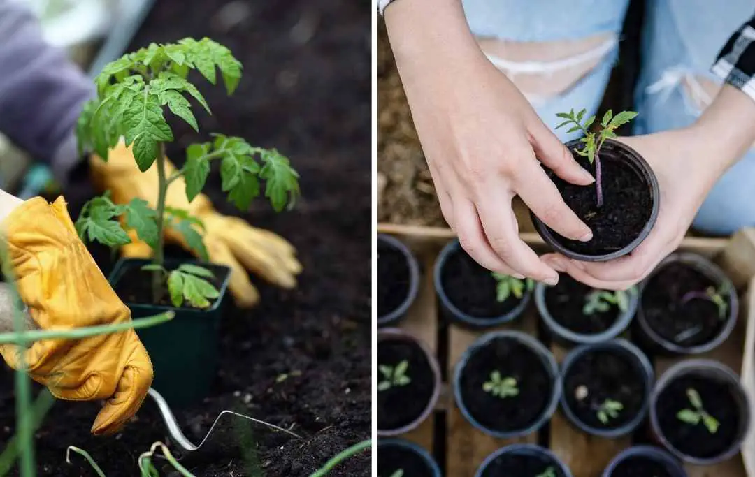 HOW TO GROW TOMATOES IN A RAISED BED? Bed Gardening