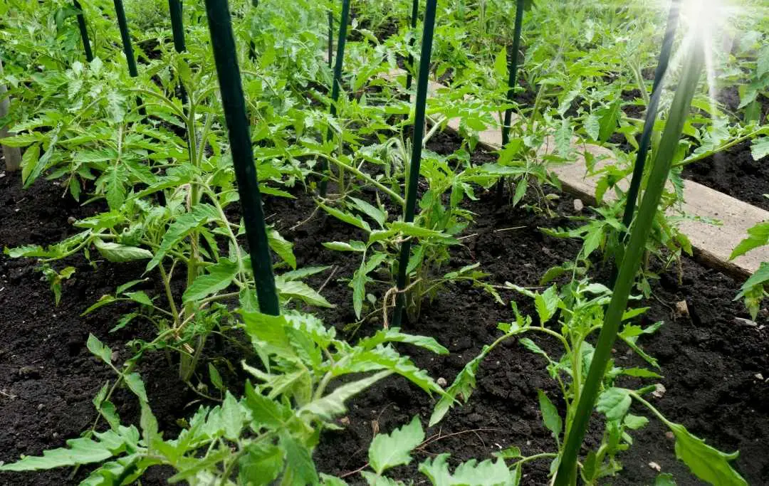 HOW TO GROW TOMATOES IN A RAISED BED? Bed Gardening