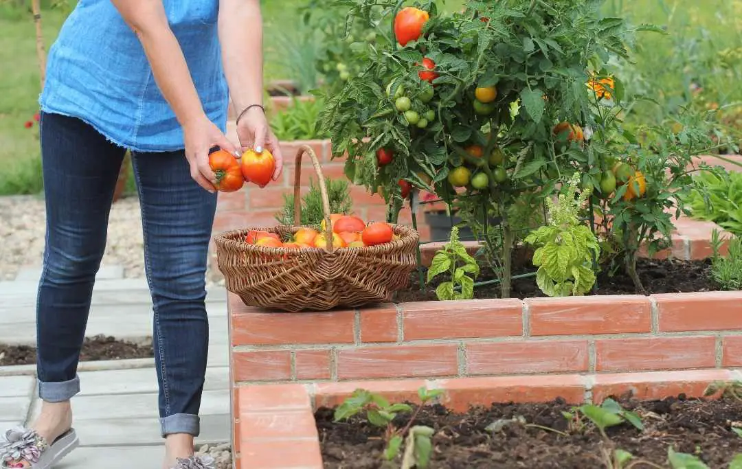 HOW TO GROW TOMATOES IN A RAISED BED? Bed Gardening