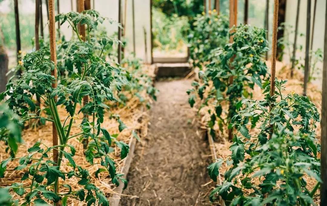 HOW TO GROW TOMATOES IN A RAISED BED? Bed Gardening