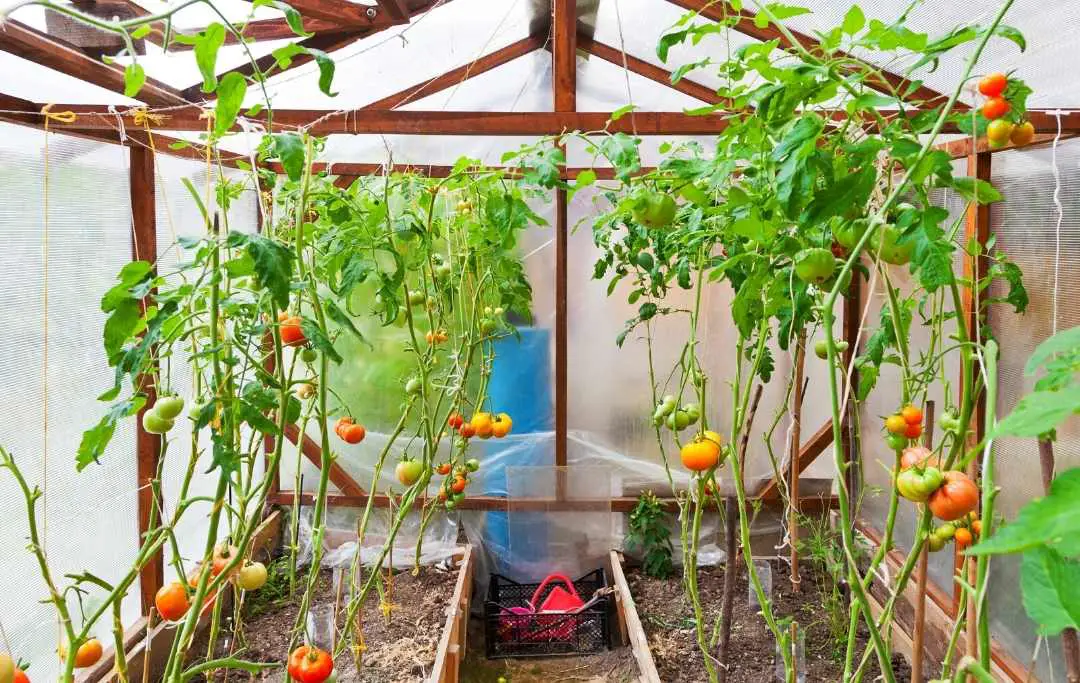 HOW TO GROW TOMATOES IN A RAISED BED? Bed Gardening
